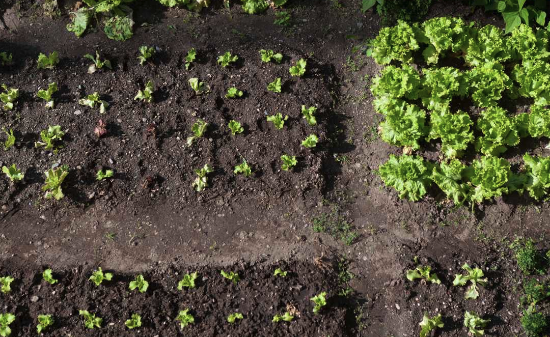 Que faire pour son jardin en mars, en vue du printemps et des premières belles journées.